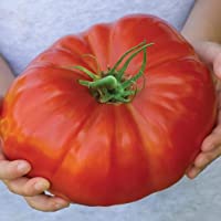 ADOLENB Seed House - Orgánico Gigante-Buey-corazón-semillas Semilla Carne Tomate Semillas Vegetal Fruta Semillas De alto…